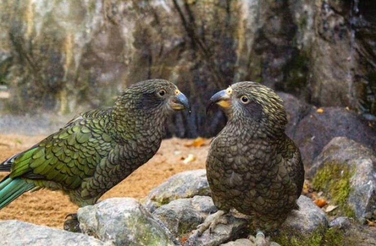 Chovný pár nestorů kea